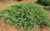 Можжевельник казацкий Тамарисцифолия (sabina Tamariscifolia) 5-7,5 50-60 см #2