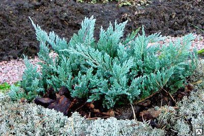 Можжевельник горизонтальный Блю Чип (Juniperus Blue Chip) 3л 20-25см ...