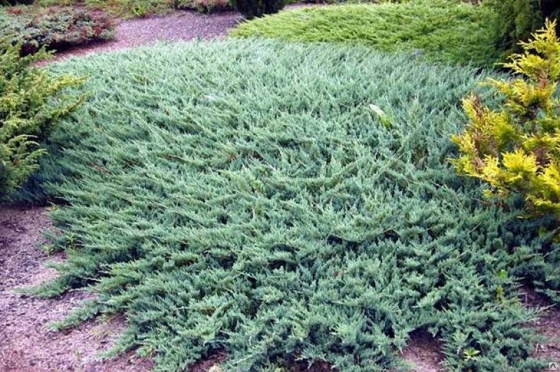 Можжевельник горизонтальный Айс Блю (Juniperus 'Icee Blue ) 5л 20-30см