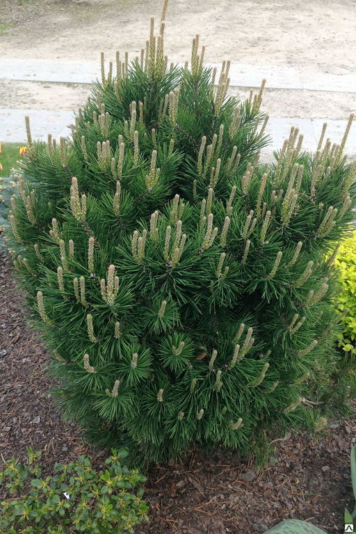 Сосна белокорая Малинки (Pinus leucodermis ‘Malinki) 20 л 60-80 см