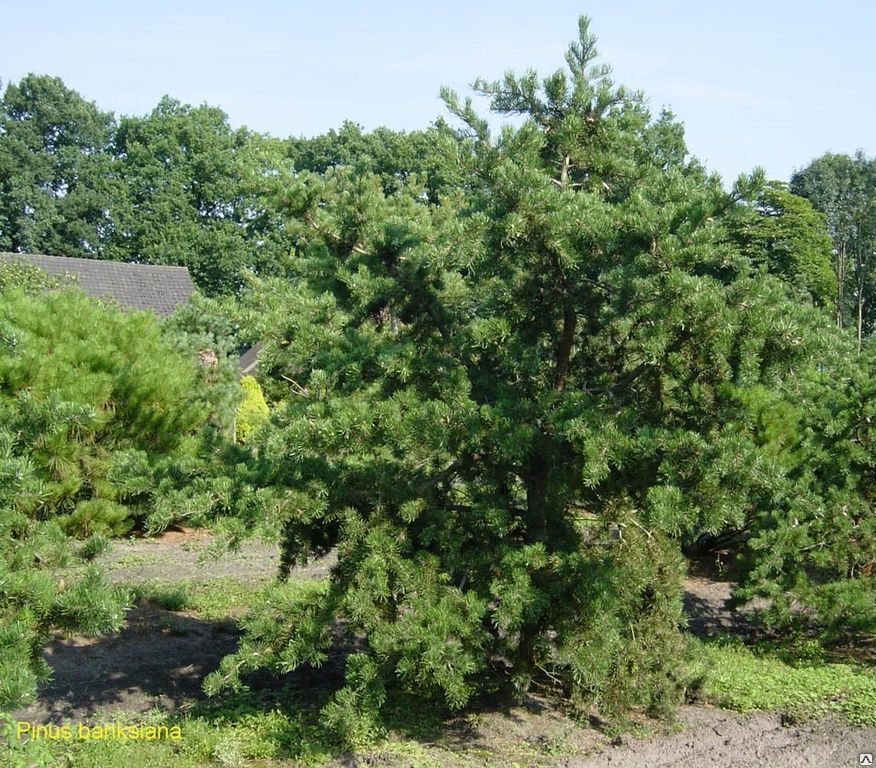 Сосна Банкса (Pinus banksiana) 30л 300-350см