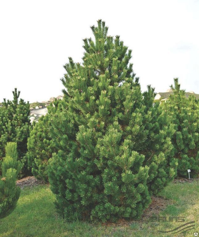 Сосна горная Колумнарис (Pinus mugo Columnaris) 7,5 л 60-80 см