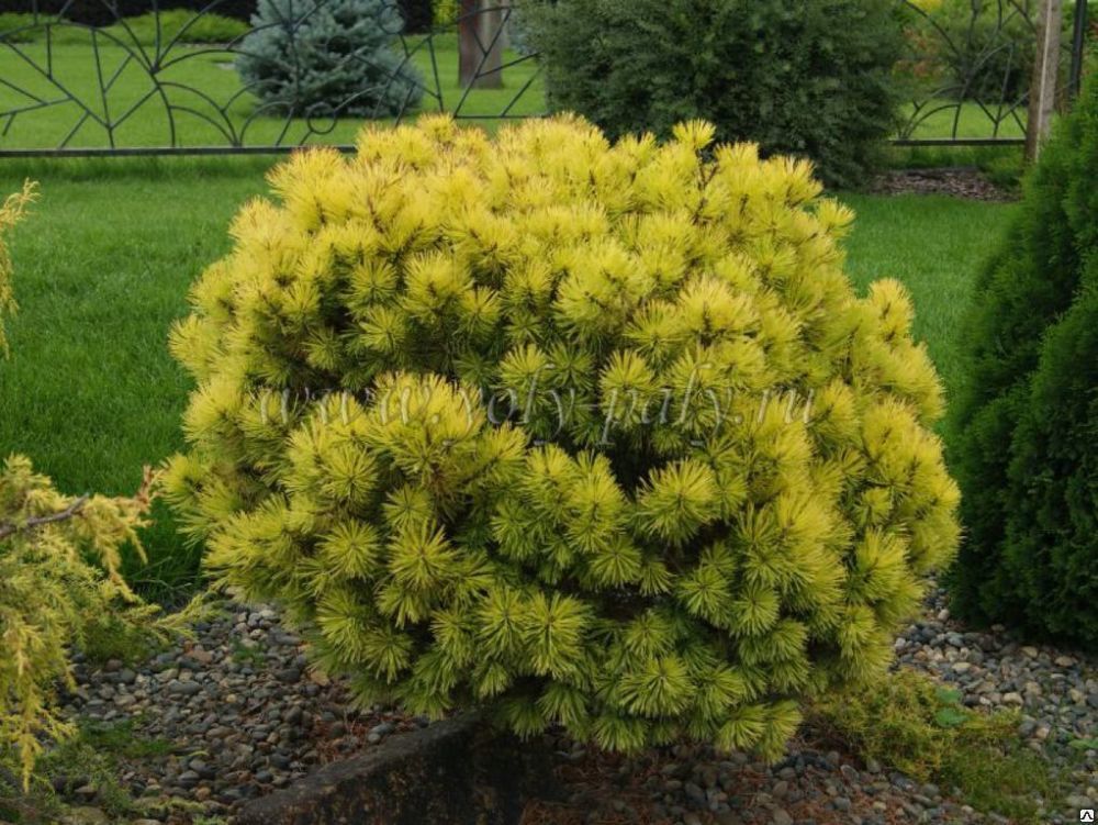 Сосна горная Офир (Pinus mugo Ophir) 15л 30 -50 см