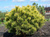 Сосна горная Офир (Pinus mugo Ophir) 15л 30 -50 см #2