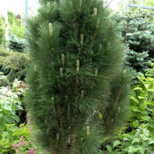 Сосна черная Грин Тауэр (Pinus nigra Green Tower) 7,5 60 см 