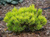 Сосна горная Винтер Голд (Pinus mugo Winter Gold) 15л 40-50 см #3