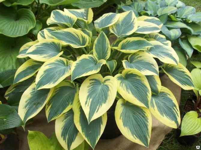 Хоста Фёрст Фрост (Hosta First Frost) 2л