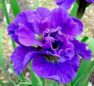Ирис сибирский Конкорд Краш (Iris siberica Concord Crush) С3 #1