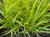 Лисохвост луговой Ауреа (Alopecurus pratensis Aureа) С3 NEW! #1