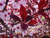 Слива растопыренная Писсарди (Prunus Pissardii) 20-30л контейнер, 80-100 см #2