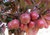 Слива растопыренная Писсарди (Prunus Pissardii) 20-30л контейнер, 80-100 см #3