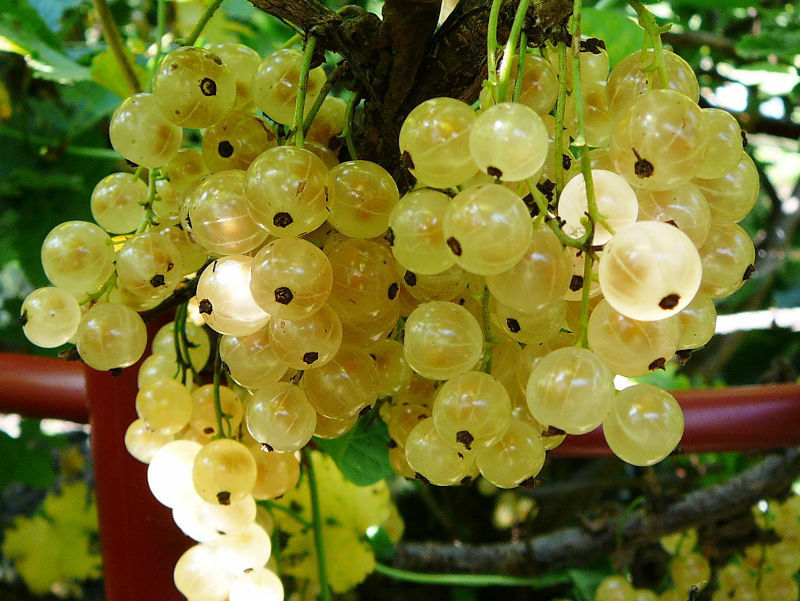 Смородина Смольяниновой белая (Ribes rubrum) 3л