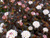 Пузыреплодник калинолистный Саммер Вайн (Physocarpus Summer Wine) 5 л 100 -120 см #1