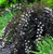 Пузыреплодник калинолистный Саммер Вайн (Physocarpus Summer Wine) 5 л 100 -120 см #2