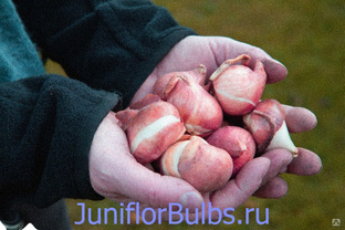 Луковицы тюльпанов сорт Panenka 12\+ 