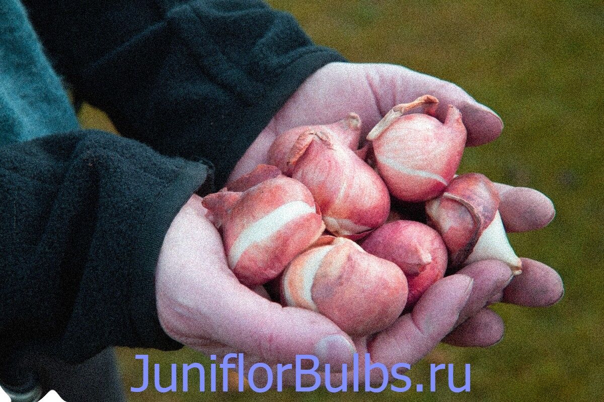 Луковицы тюльпанов сорт Strawberry Cream 12\+