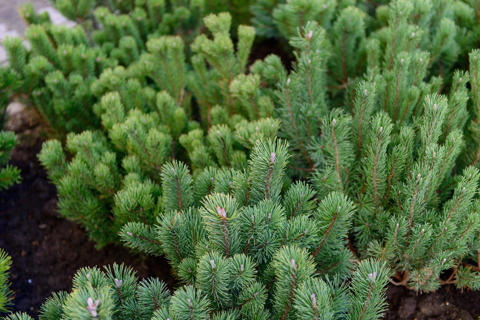 Сосна горная мугус (Pinus mugo mughus)саженцы 25-40 см, горшок 5 л.