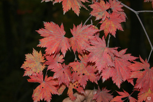 Клен ложнозибольдов (Acer pseudosieboldianum) саженцы 10-15 см 