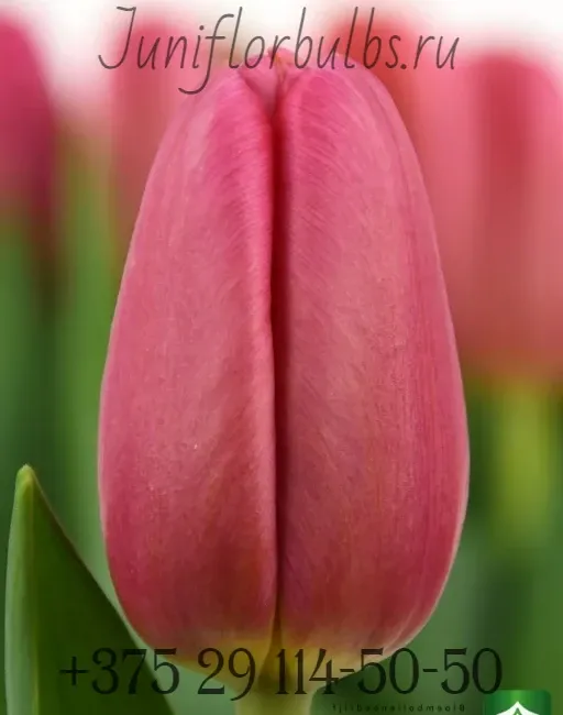 Луковицы тюльпанов сорт Ace Pink 12\+ 1