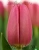 Луковицы тюльпанов сорт Ace Pink 12\+ #1