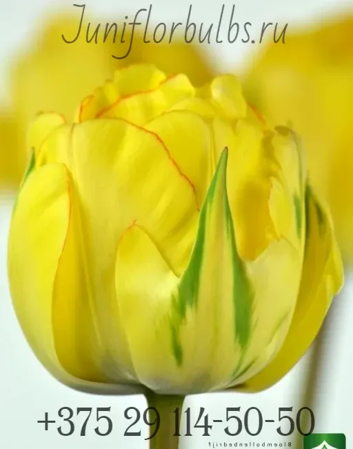 Луковицы тюльпанов сорт Akebono 12+ 1
