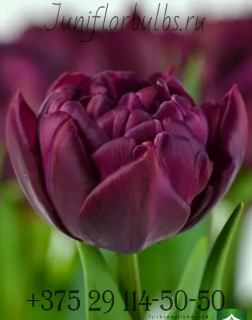 Луковицы тюльпанов сорт Alison Bradley 12\+