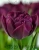 Луковицы тюльпанов сорт Alison Bradley 12\+ #1