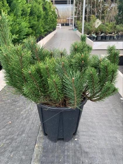 Сосна горная Гном Pinus mugo Gnom 7,5л (Н)