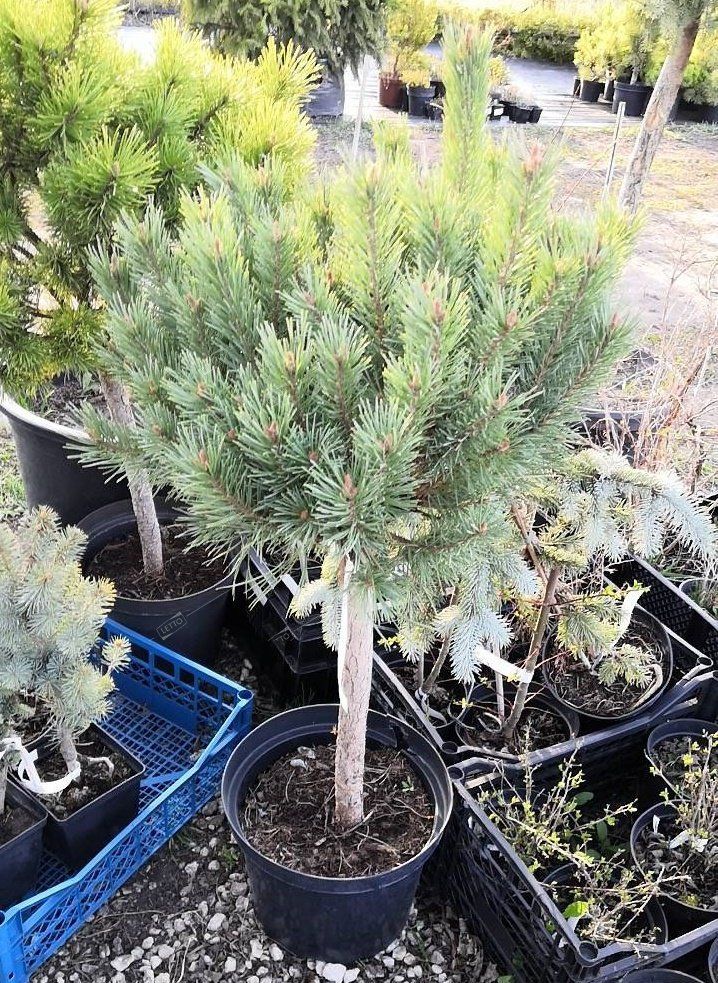 Сосна обыкновенная Ватерери Pinus sylvestris Watereri 5л (Н)