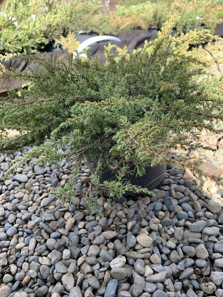 Можжевельник обыкновенный Грин Карпет Juniperus communis Green Carpet 2л/3л (Н)