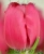 Луковицы тюльпанов сорт Annaconda 11-12 #1