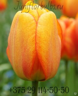 Луковицы тюльпанов сорт Blushing Apeldoor #1