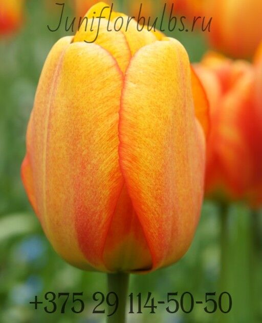 Луковицы тюльпанов сорт Blushing Apeldoorn 12\+