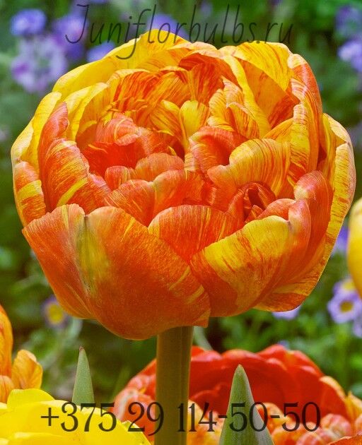 Луковицы тюльпанов сорт Double Beauty of Apeldoorn 12\+