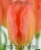 Луковицы тюльпанов сорт Apricot Impression 12\+ #1