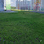 Трехлетний универсальный газон на территории школы. #3