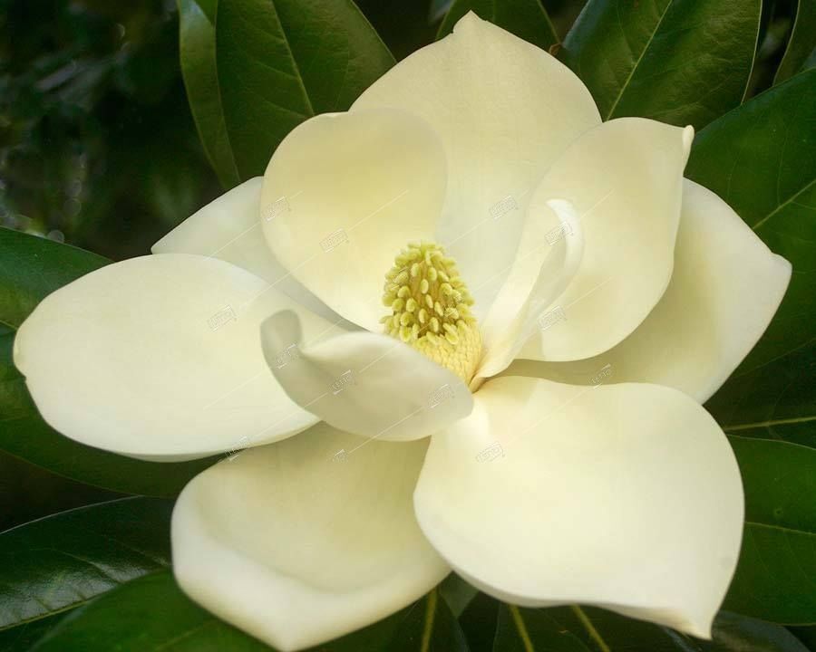 Магнолия крупноцветковая Галлисоненсис штамб 8/10 Magnolia grandiflora Gallisoniensis 30л (И)